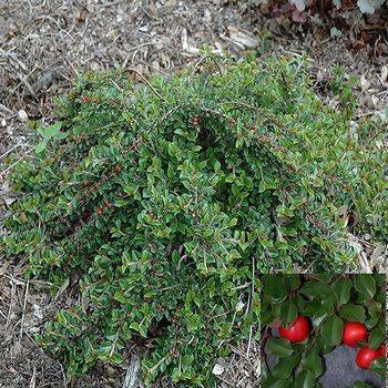 Кизильник прижатый ‘Little Gem’ (Cotoneaster adpressus ‘Little Gem’)