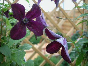 Клематис Black Prince (Clematis ‘Black Prince’)