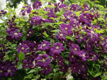 Клематис ‘Etoile Violette’ (Clematis ‘Etoile Violette’)