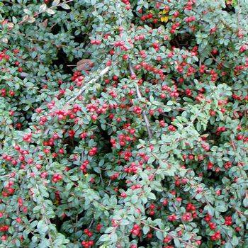 Кизильник гибридный ‘Coral Beauty’ (‘Cotoneaster ‘Coral Beauty’)