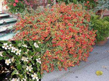 Кизильник гибридный Cotoneaster ‘Ursynów’ (Cotoneaster ‘Ursynów’)