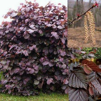 Лещина maxima ‘Purpurea’ (Corylus maxima ‘Purpurea’)