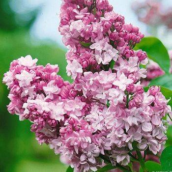 Сирень обыкновенная ‘Schone von Stuttgart’ (Syringa vulgaris ‘Schone von Stuttgart’)