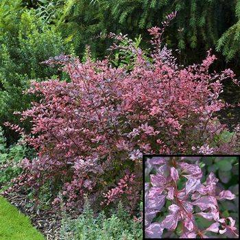 Барбарис Тунберга Роуз Глоу (Berberis thunbergii Rose Glow)