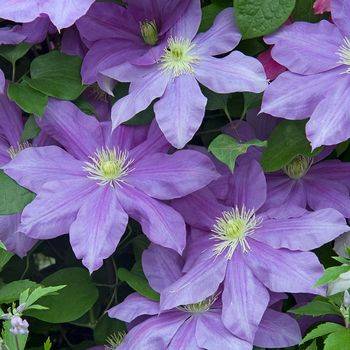 Клематис ‘Fujimusume’ (Clematis ‘Fujimusume’)