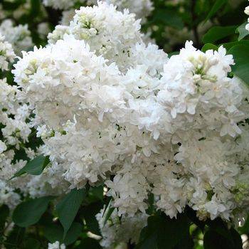 Сирень обыкновенная ‘Советская Арктика’ (Syringa vulgaris ‘Sovetskaya Arctica’)