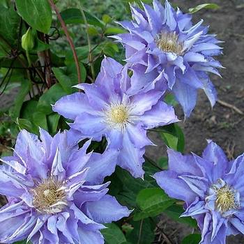 Клематис ‘Thyrislund’ (Clematis ‘Thyrislund’)