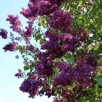 Сирень обыкновенная ‘Сумерки’ (Syringa vulgaris ‘Sumerki’)