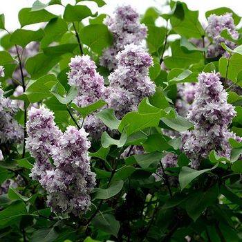 Сирень обыкновенная ‘Тарас Бульба’ (Syringa vulgaris ‘Taras Bulba’)