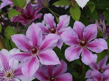 Клематис ‘Girenas’ (Clematis ‘Girenas’)