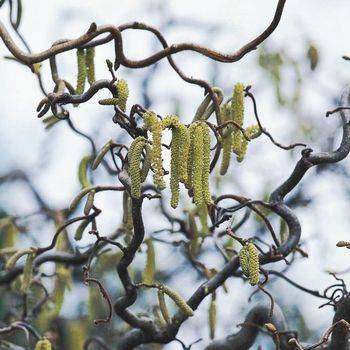 Лещина обыкновенная ‘Contorta’ (Corylus avellana ‘Contorta’)