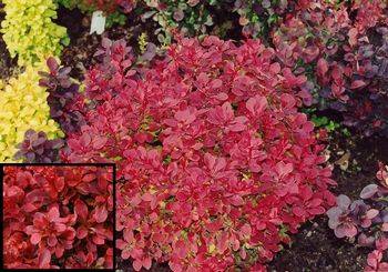 Барбарис Тунберга Файербол (Berberis thunbergii Fireball)
