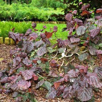 Лещина обыкновенная ‘Red Majestic’ (Corylus avellana ‘Red Majestic’)