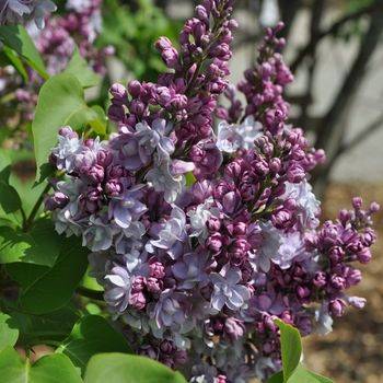 Сирень обыкновенная ‘Victor Lemoine’ (Syringa vulgaris ‘Victor Lemoine’)