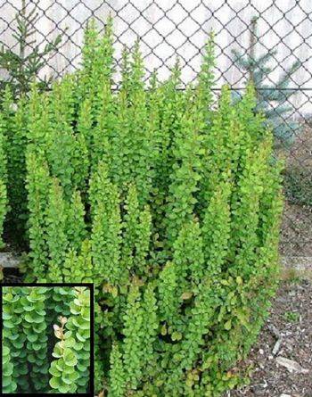 Барбарис Тунберга Эректа (Berberis thunbergii Erecta)