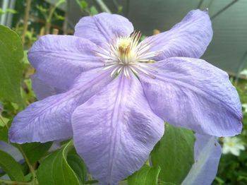 Клематис ‘Mrs Cholmondeley’ (Clematis ‘Mrs Cholmondeley’)