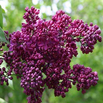 Сирень обыкновенная ‘Знамя Ленина’ (Syringa vulgaris ‘Znamya Lenina’)