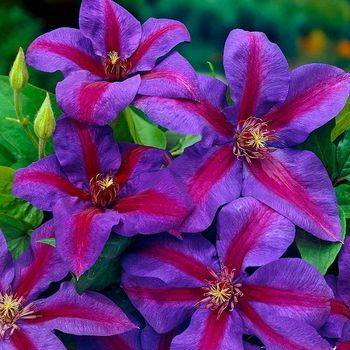 Клематис ‘Mrs N. Thompson’ (Clematis ‘Mrs N. Thompson’)