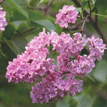 Сирень обыкновенная ‘Jonkheer G.P. van Tets’ (Syringa vulgaris ‘Jonkheer G.P. van Tets’)