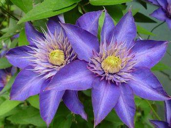 Клематис ‘Multi Blue’ (Clematis ‘Multi Blue’)