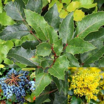 Магония падуболистная ‘Apollo’ (Mahonia aquifolium ‘Apollo’)