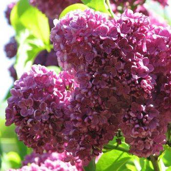 Сирень обыкновенная ‘Etna’ (Syringa vulgaris ‘Etna’)