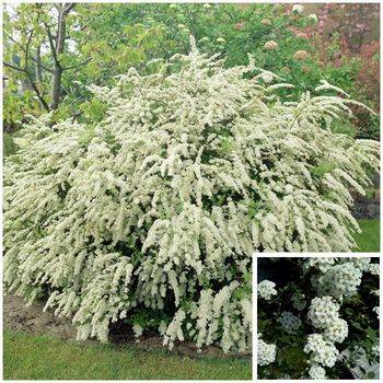 Спирея Вангутта Spiraea x vanhouttei