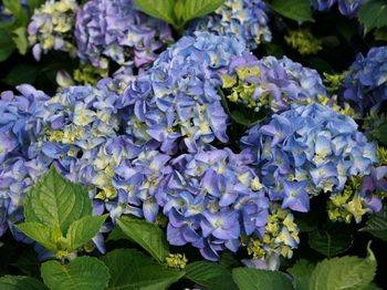 Гортензия крупнолистная ‘Early Blue’ Hydrangea macrophilla ‘Early Blue’