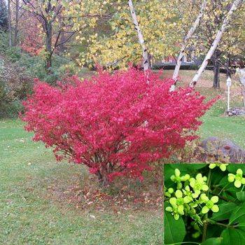 Бересклет крылатый ‘Compactus’ (Euonymus alatus ‘Compactus’)