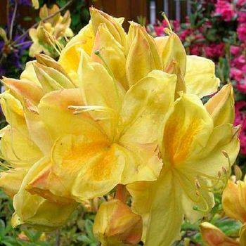 Азалия ‘Golden Sunset’ (Azalea ‘Golden Sunset’)