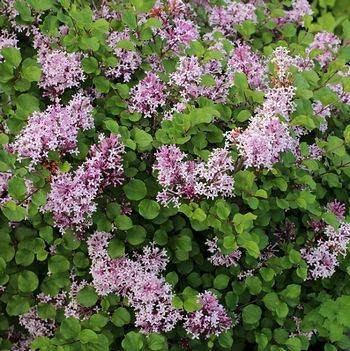 Сирень мейера ‘Palibin’ (Syringa meyeri ‘Palibin’)