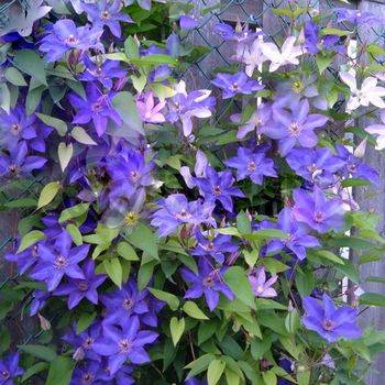 Клематис ‘Daniel Deronda’ (Clematis’ Daniel Deronda’)