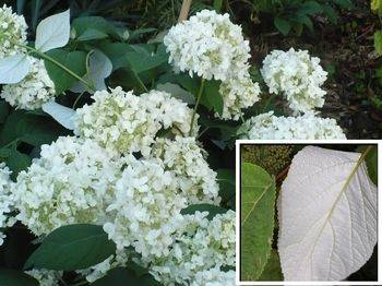 Гортензия древовидная ‘Samantha’ Hydrangea arborescens ‘Samantha’