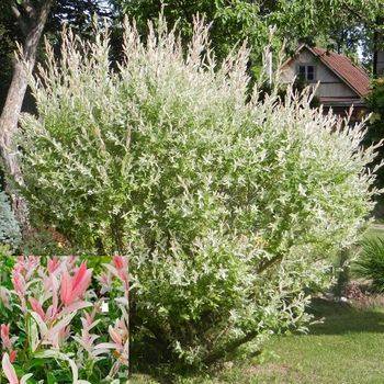 Ива цельнолистная ‘Hakuro-nishiki’ (Salix integra ‘Hakuro-nishiki’)