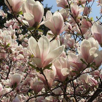 Магнолия Суланжа (Magnolia х soulangeana)