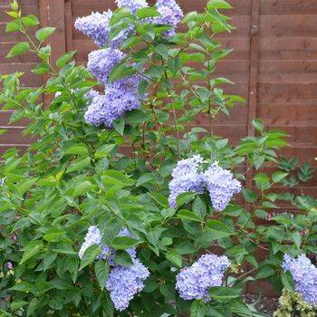 Сирень обыкновенная ‘Firmament’ (Syringa vulgaris ‘Firmament’)