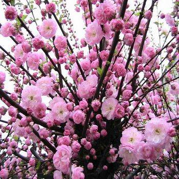 Миндаль трехлопастной (Prunus triloba)