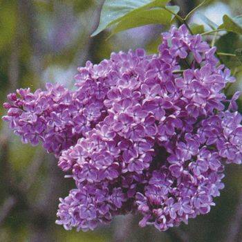 Сирень обыкновенная ‘Gilbert’ (Syringa vulgaris ‘Gilbert’)