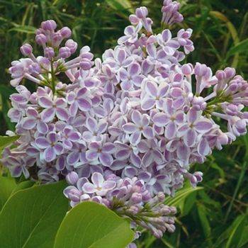 Сирень обыкновенная ‘Lila Wonder’ (Syringa vulgaris ‘Lila Wonder’)