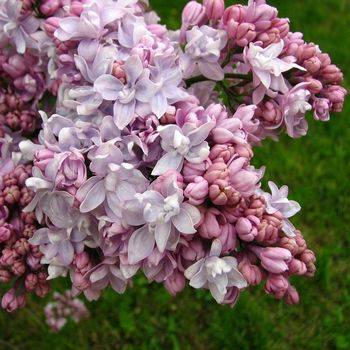 Сирень обыкновенная ‘Marshal Vasilevsky’ (Syringa vulgaris ‘Marshal Vasilevsky’)