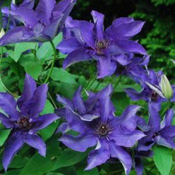 Клематис ‘The President’ (Clematis ‘The President’)