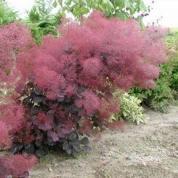 Скумпия кожевенная ‘Royal Purple’ (Cotinus coggygria ‘Royal Purple’)