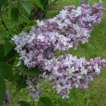 Сирень обыкновенная ‘Небо Москвы’ (Syringa vulgaris ‘Nebo Moskvy’)