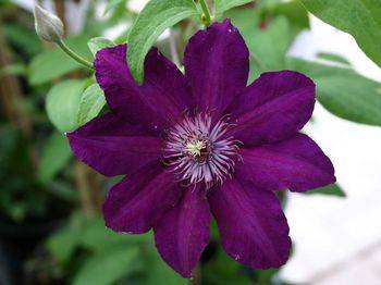 Клематис ‘Стасик’ (Clematis ‘Стасик’)