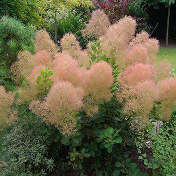 Скумпия кожевенная ‘Young Lady’ (Cotinus coggygria ‘Young Lady’)