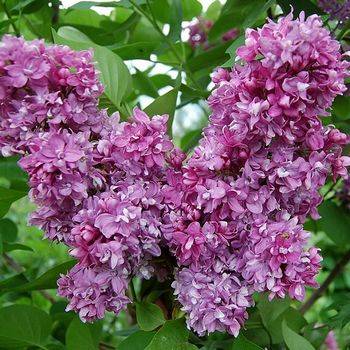 Сирень обыкновенная ‘Pamyat o Vekhove’ (Syringa vulgaris ‘Pamyat o Vekhove’)