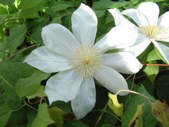 Клематис ‘Wada’s Primrose’ (Clematis ‘Wada’s Primrose’)