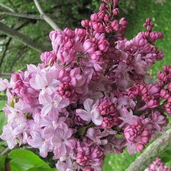 Сирень обыкновенная ‘Paul Deschanel’ (Syringa vulgaris ‘Paul Deschanel’)