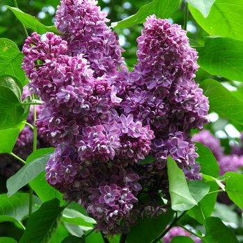 Сирень обыкновенная ‘Pavlinka’ (Syringa vulgaris ‘Pavlinka’)