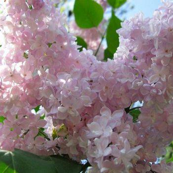 Сирень обыкновенная ‘Жемчужина’ (Syringa vulgaris ‘Zhemchuzhina’)